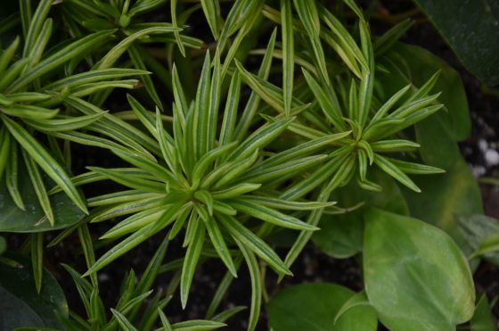 A spider-like plant with green foliage.